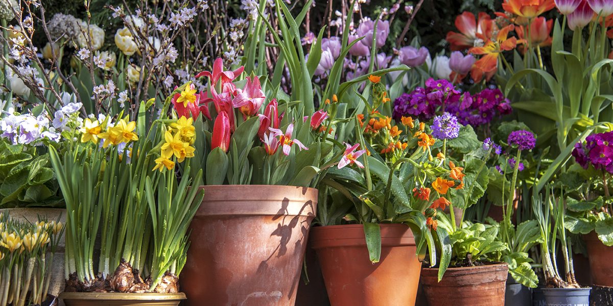 A lot of spring bright flowers in clay pots stand in a row.