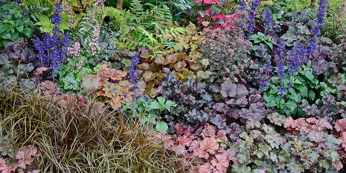 A garden border with mixed planting including Heuchera and Salvia in the Peak Reflections garden