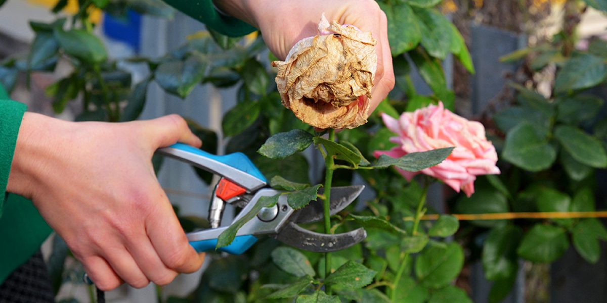 A woman is deadheading, removing faded rose flowers using pruning shears to encourage new further blooms.