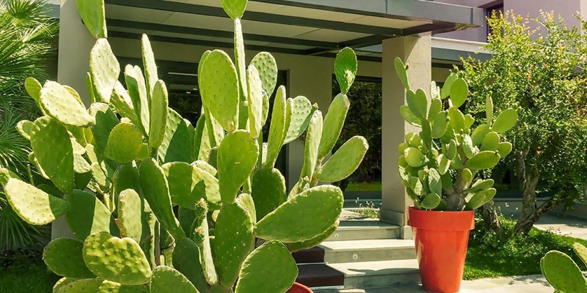 Green cactus flower pot design of the entrance facade modern House.