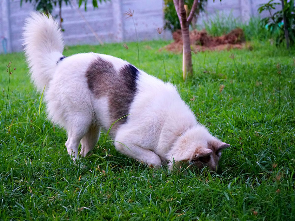 Black and white dog Digging soil on the lawn