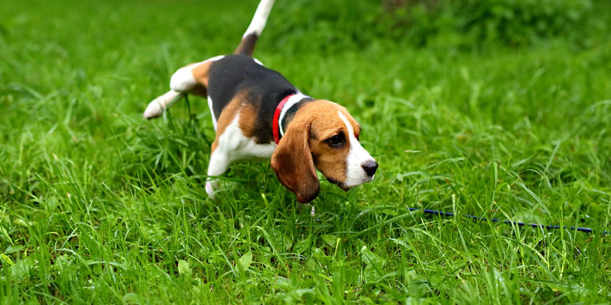 Beagle dog peeing and marking territory. Funny puppy rise paw and wee in grass.