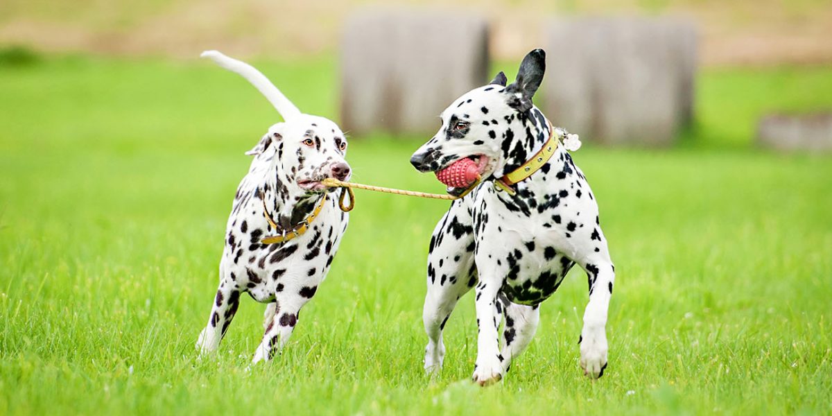 Two dalmatian dogs playing with one toy