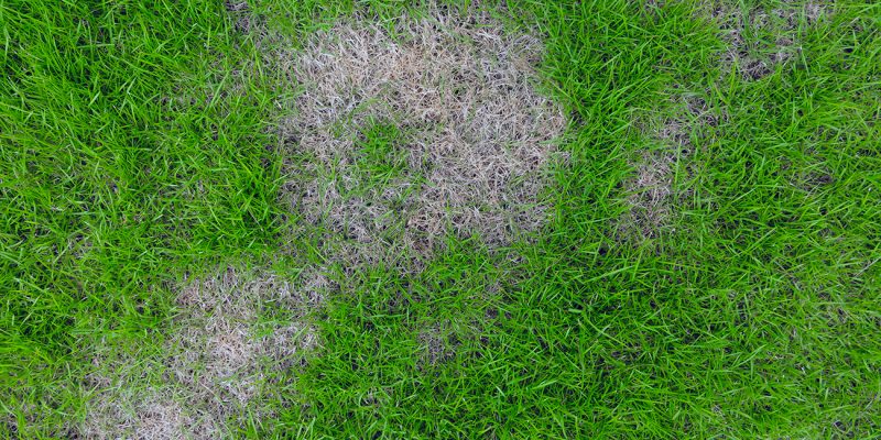 fungus1 fungus1
