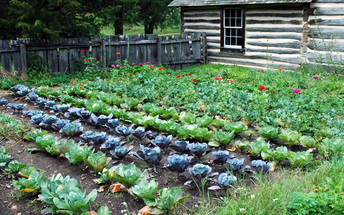 garden-cabin-midwest-gardening-Farm-fresh-selects_399867199 Midwest Gardening