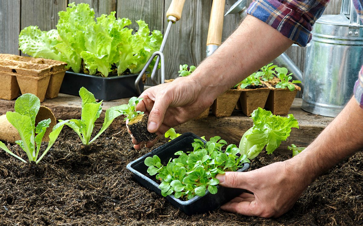 Farmer planting young seedlings of lettuce salad in the vegetable garden