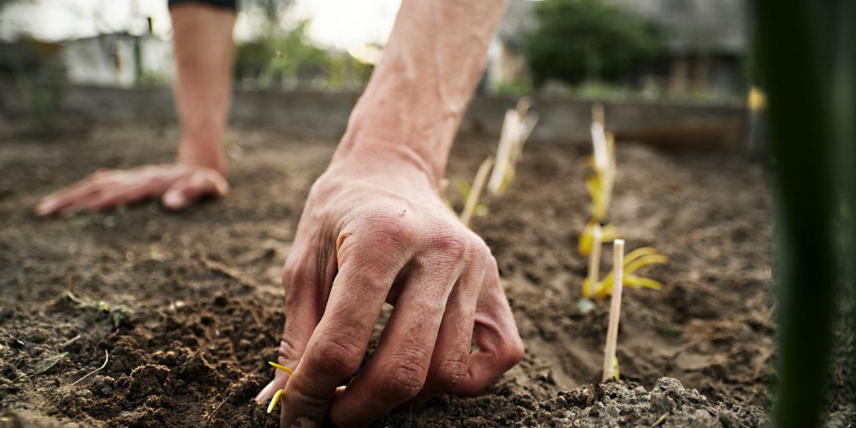 Young,Caucasian,Rural,Man,Planting,Garlic,In,The,Ground,At Young Caucasian rural man planting garlic in the ground at his farm.