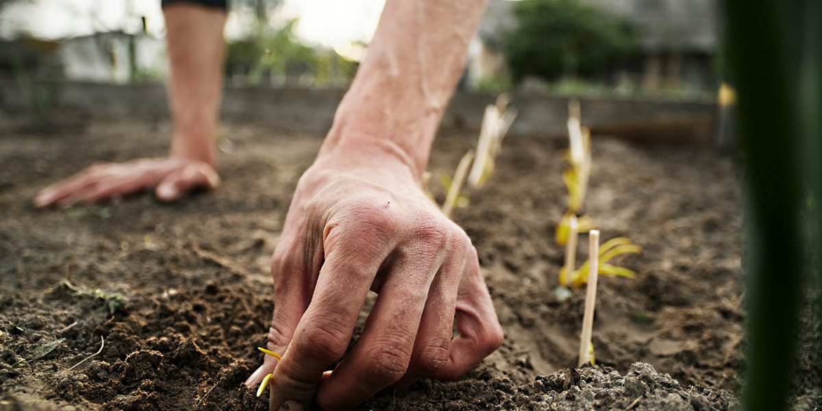 Young Caucasian rural man planting garlic in the ground at his farm.