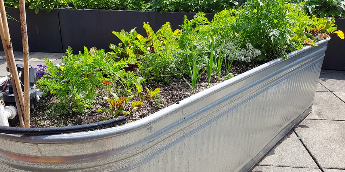 A horse trough being used as a creative outdoor planter in a rooftop garden.