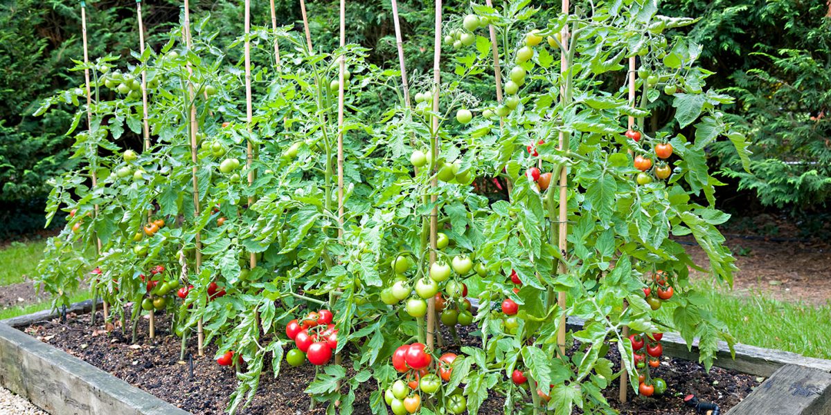 Tomato plants with ripe red tomatoes growing outdoors, outside, in a garden in England, UK