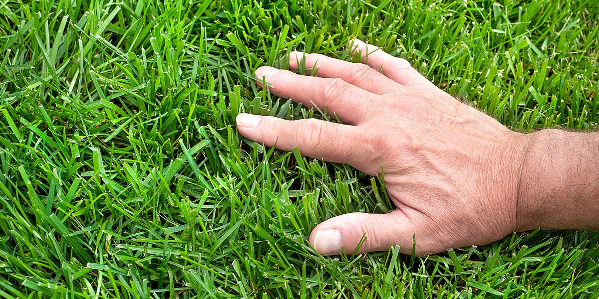 Closeup man's hand inspecting green grass lawn, healthy tall fescue, water, watering, damaged grass, new over seed grass, fertilizer application, thick grass, caring for your lawn, no weeds, weeding