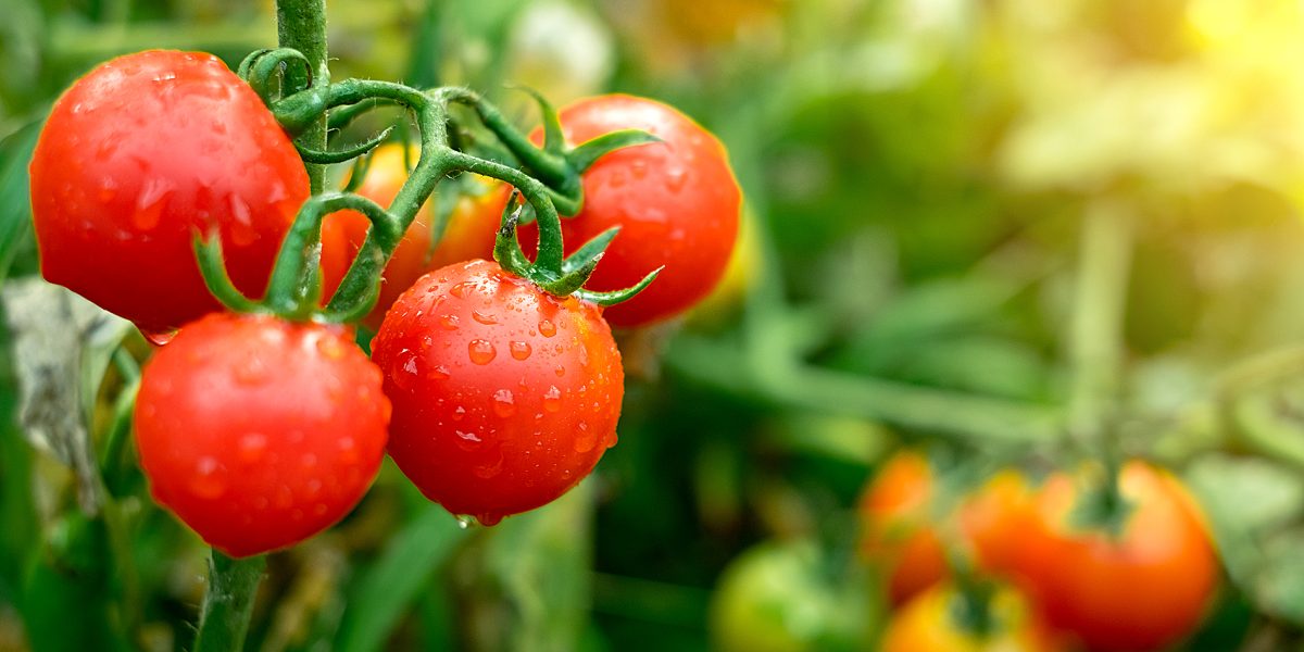Ripe,Red,Tomatoes,Are,On,The,Green,Foliage,Background,,Hanging