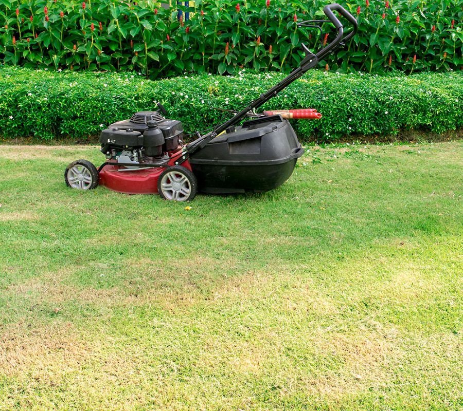 Lawn mower oil on the grass green.