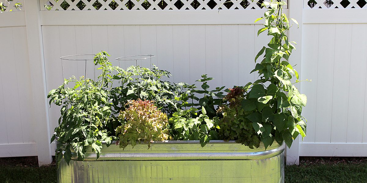 A raised bed vegetable garden with wax beans, lemon balm, mint, red leaf lettuce and tomatoes in a backyard garden