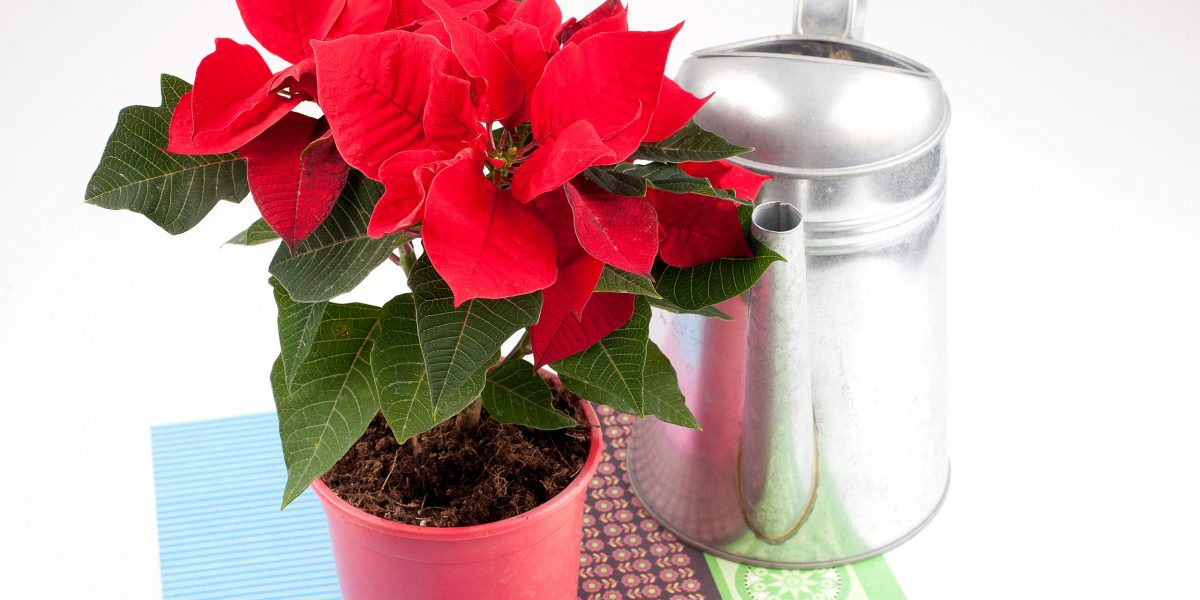 Caring for potted plants. Red poinsettia plant and a watering can for watering flowers on a white background