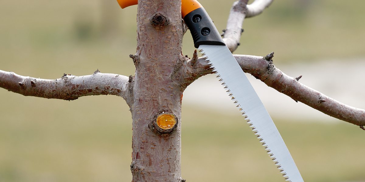 A saw for pruning fruit tree branches is located on a cherry branch in the orchard in spring.