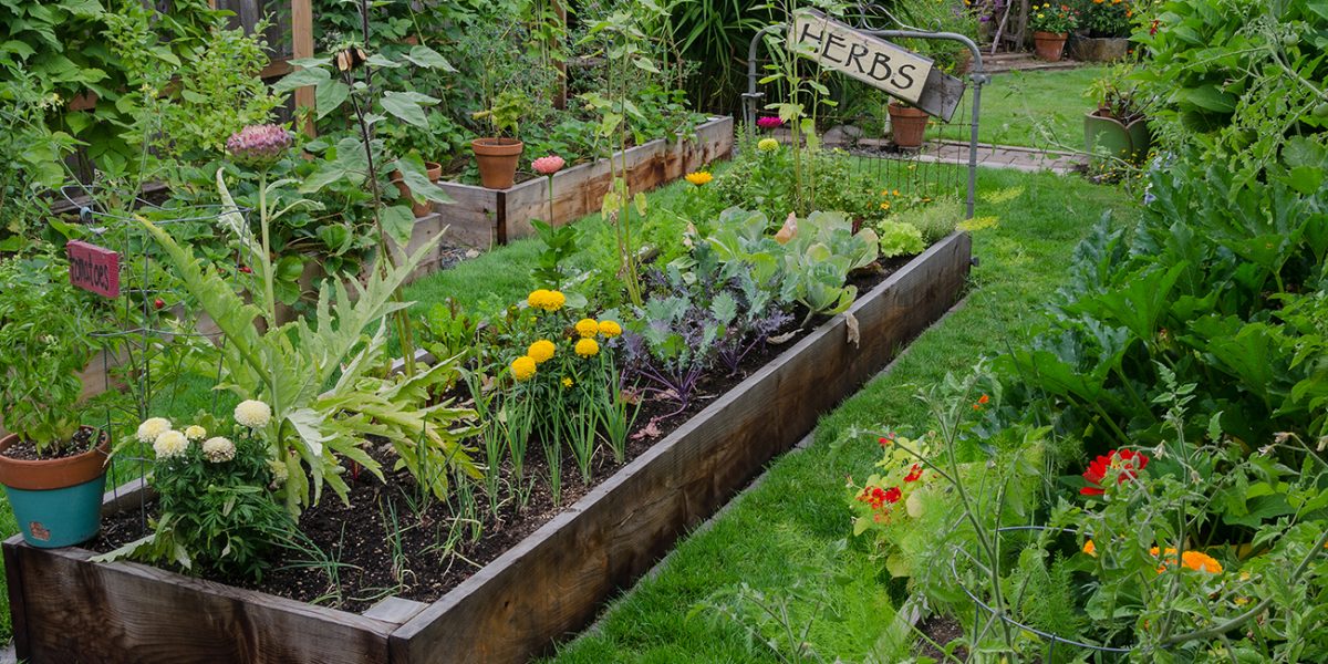 raisebeds2