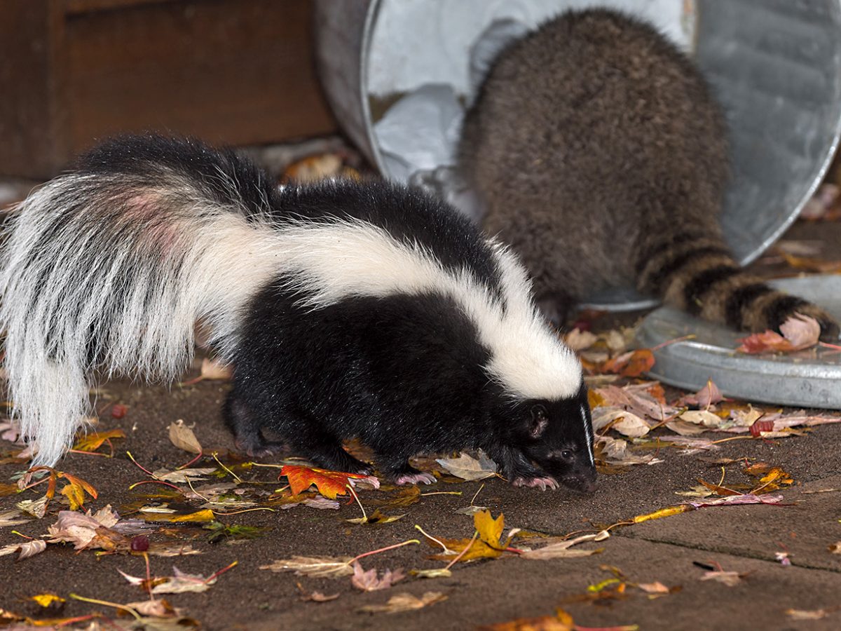 Skunk (Mephitis mphitis) Walks Past Raccoon (Procyon lotor) in Trash - captive animals