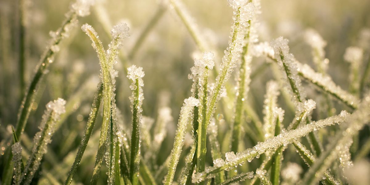 photo  shows the effect of frost on lawn