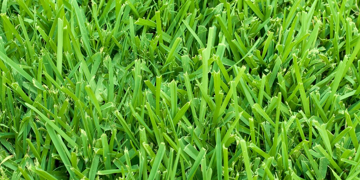 St Augustine Grass Sod Close up