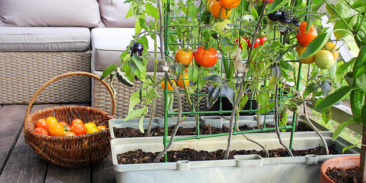 Container vegetables gardening. Vegetable garden on a terrace. Red, orange, yellow, black tomatoes growing in container .