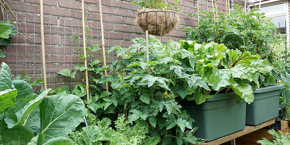 Fresh Organic vegetable garden with raised beds. with beans for vertical gardening. homemade vegetables in a urban city. like tomatoes, bud, brussels sprouts, strawberry, kale