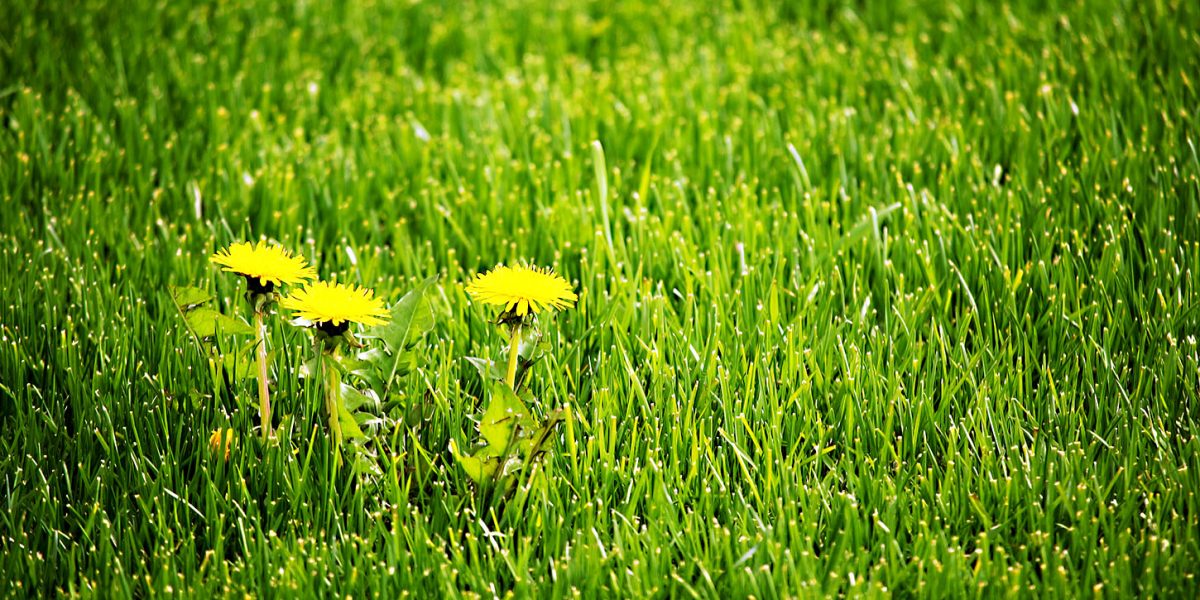 Three yellow blooming dandelions in a green lawn